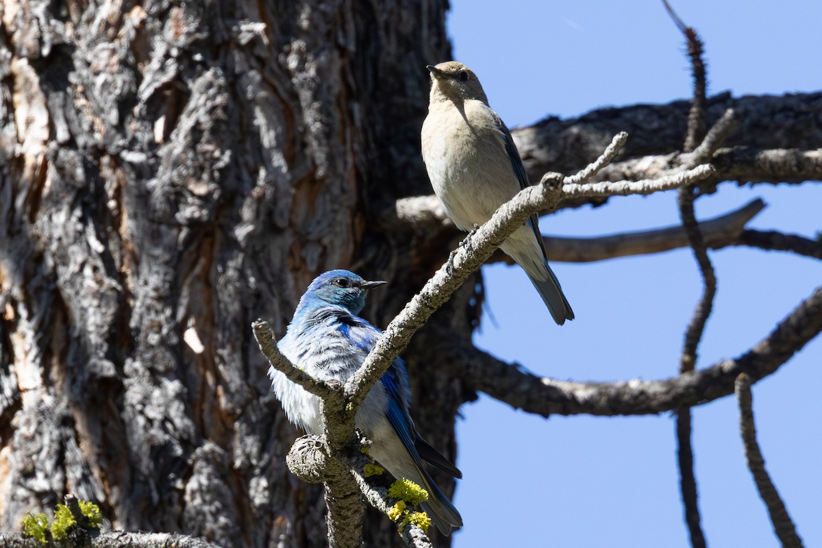 Mountain Bluebird - ML659144831