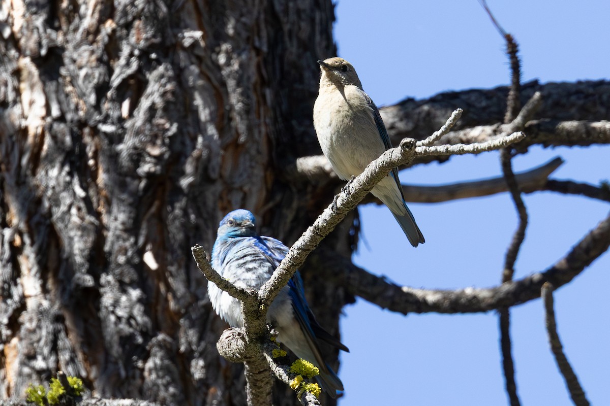 Mountain Bluebird - ML659144832