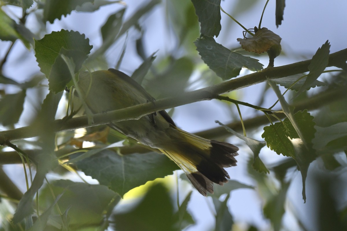 American Redstart - ML659145921