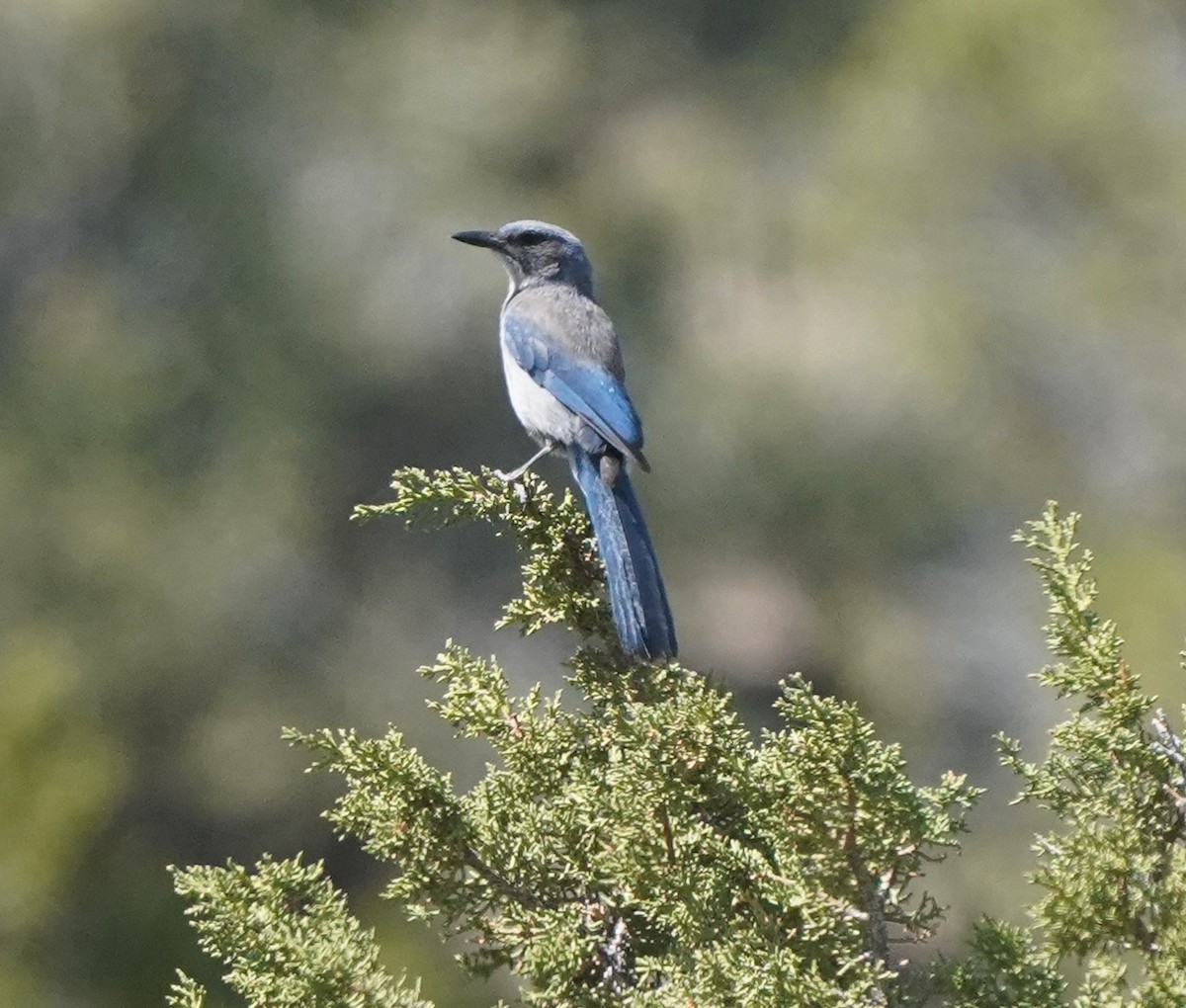 Woodhouse's Scrub-Jay - ML659146209