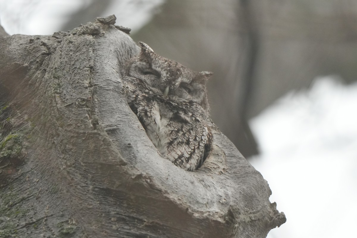 Eastern Screech-Owl - ML659146275