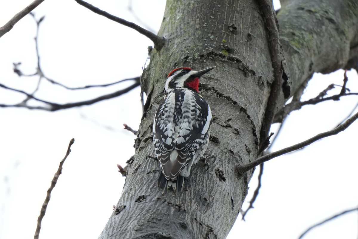 Yellow-bellied Sapsucker - ML659146304