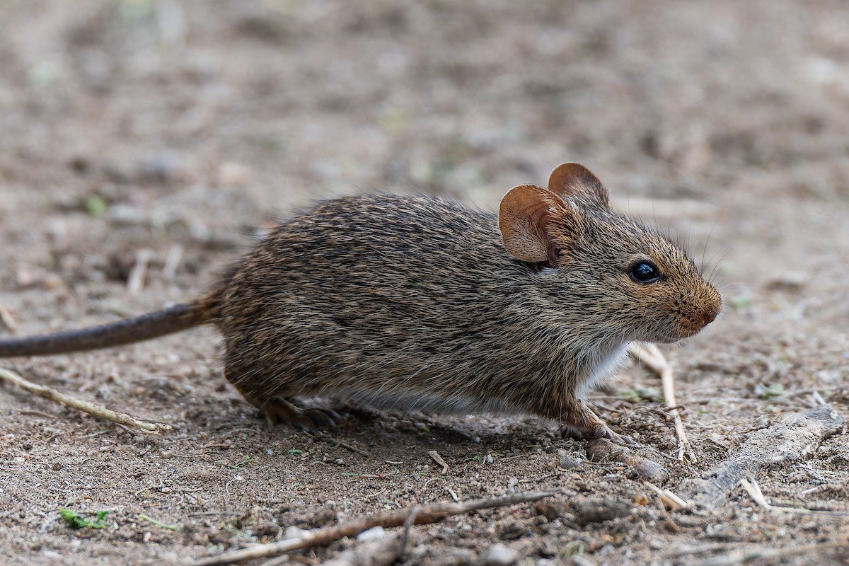 Nile Grass Rat - ML659146732