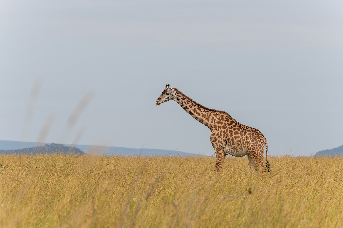 Maasai Giraffe - ML659146733