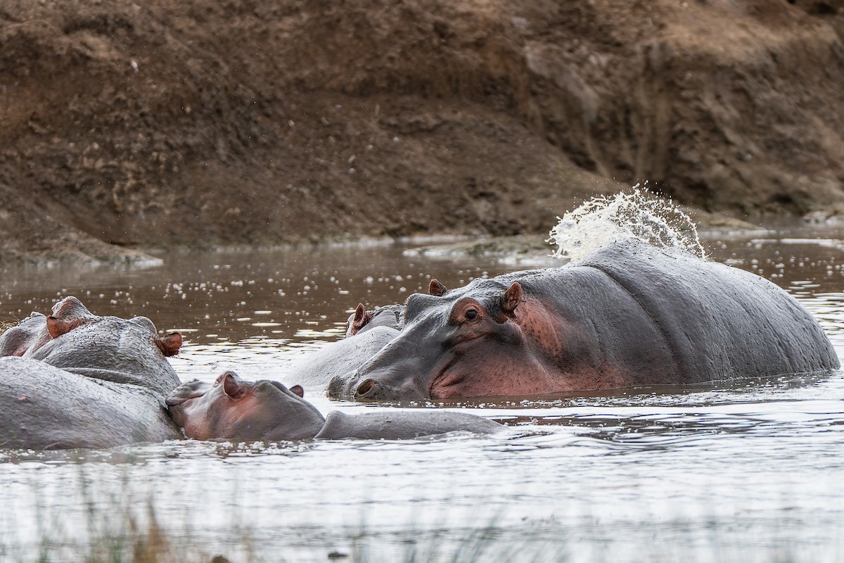 Common Hippopotamus - ML659146734