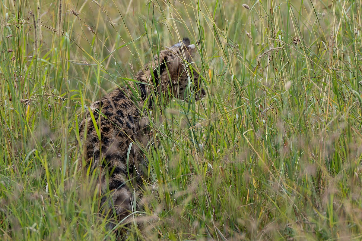 Eastern Serval - ML659146735