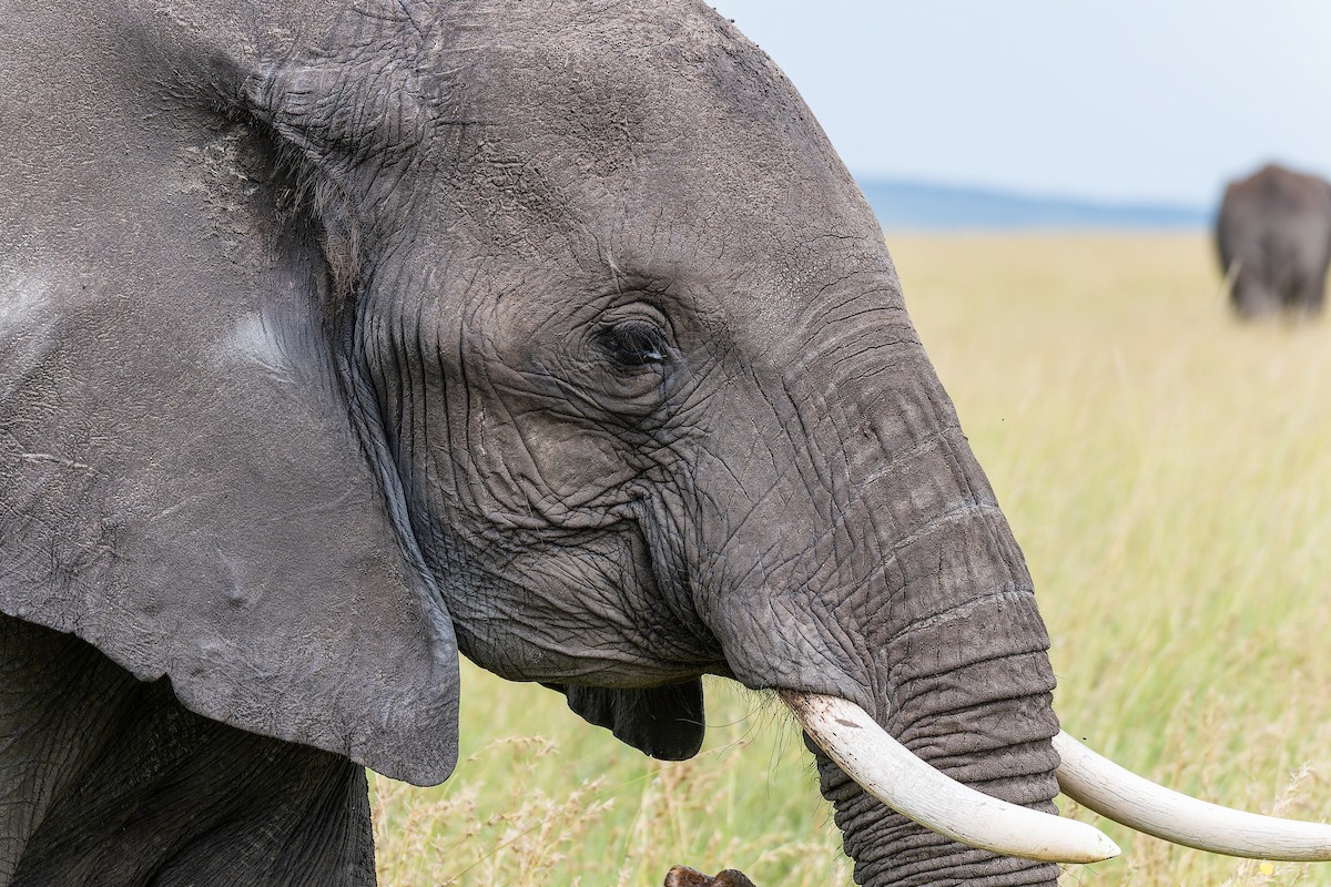 African Savanna Elephant - ML659146736