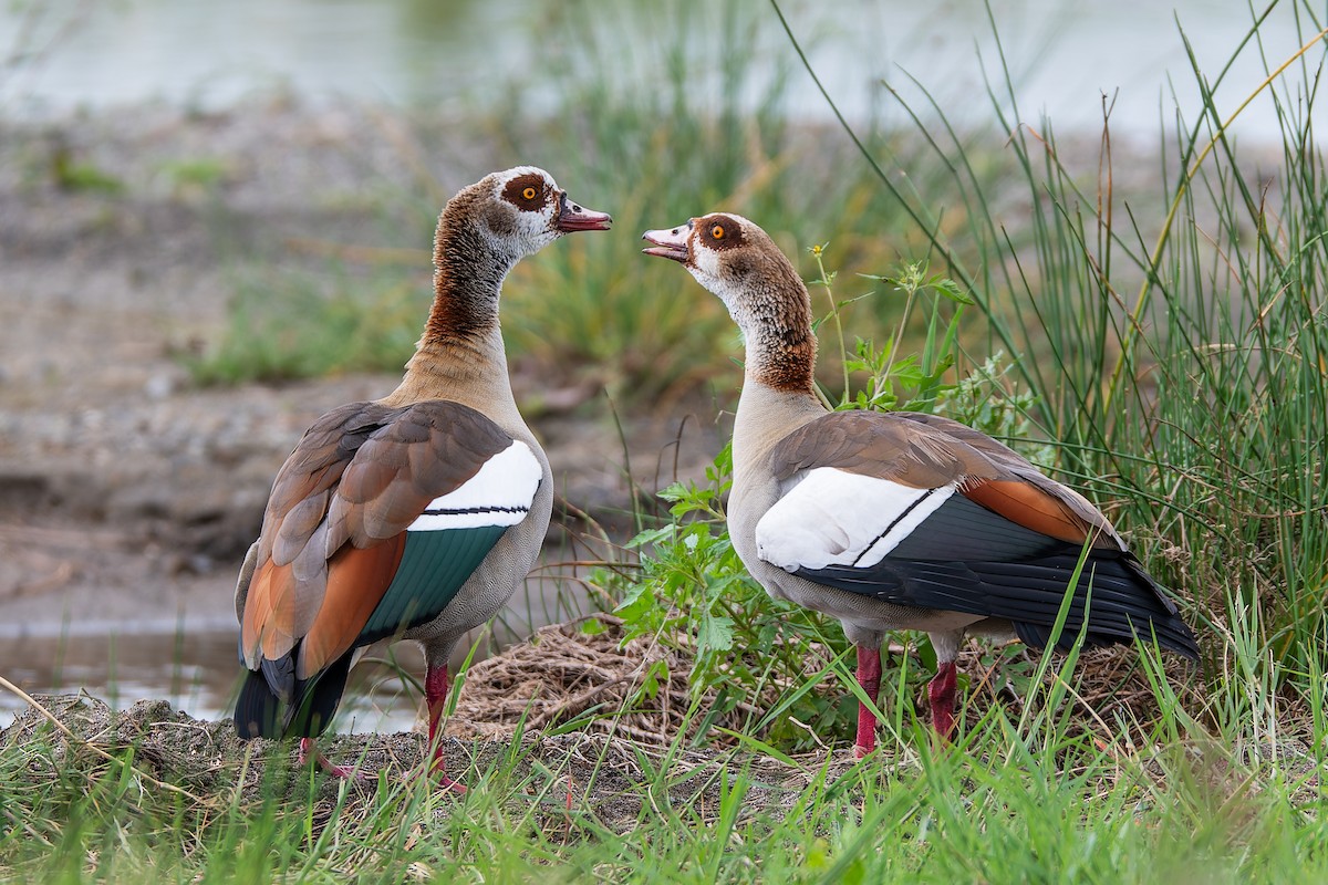 Egyptian Goose - ML659146750