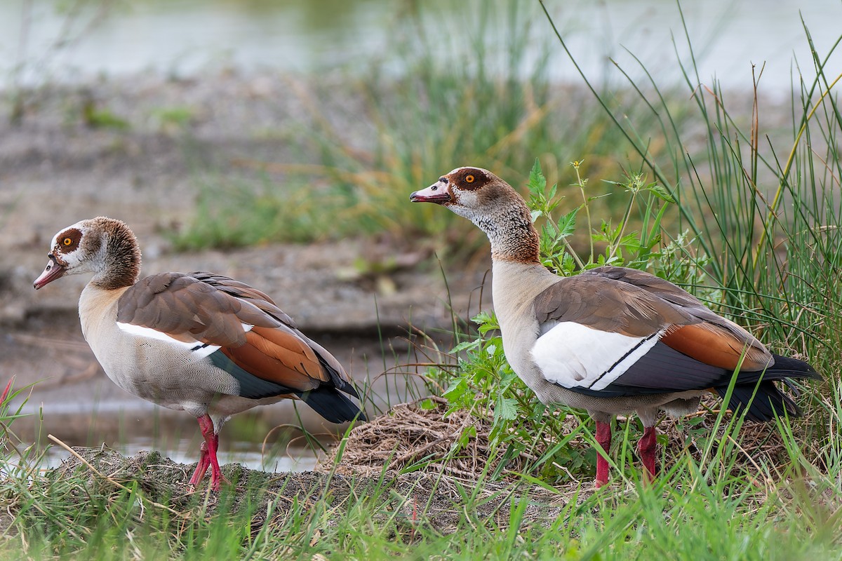 Egyptian Goose - ML659146751