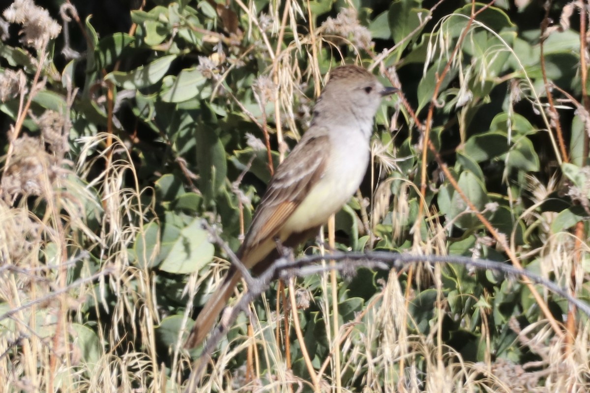Ash-throated Flycatcher - ML659146813