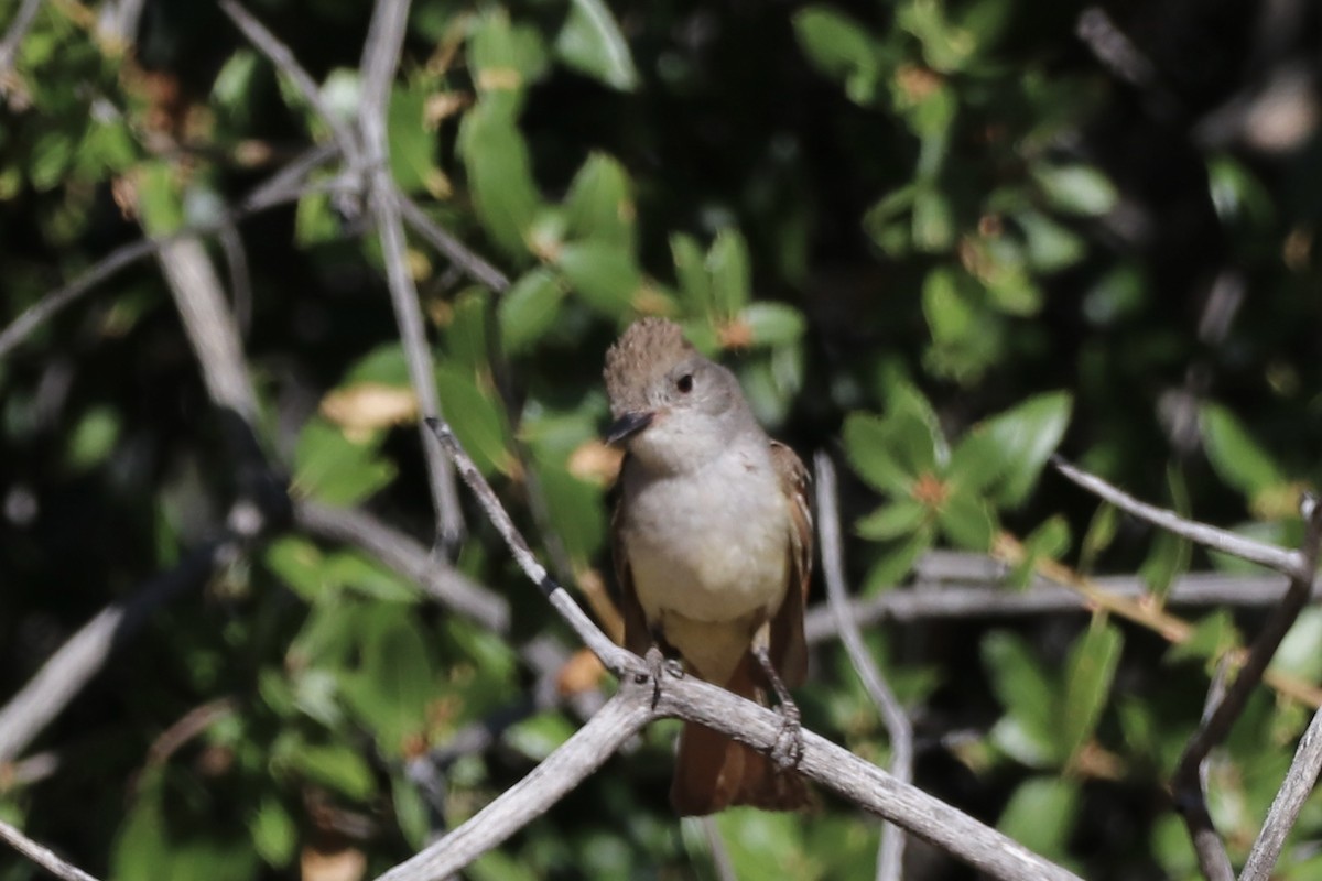 Ash-throated Flycatcher - ML659146814