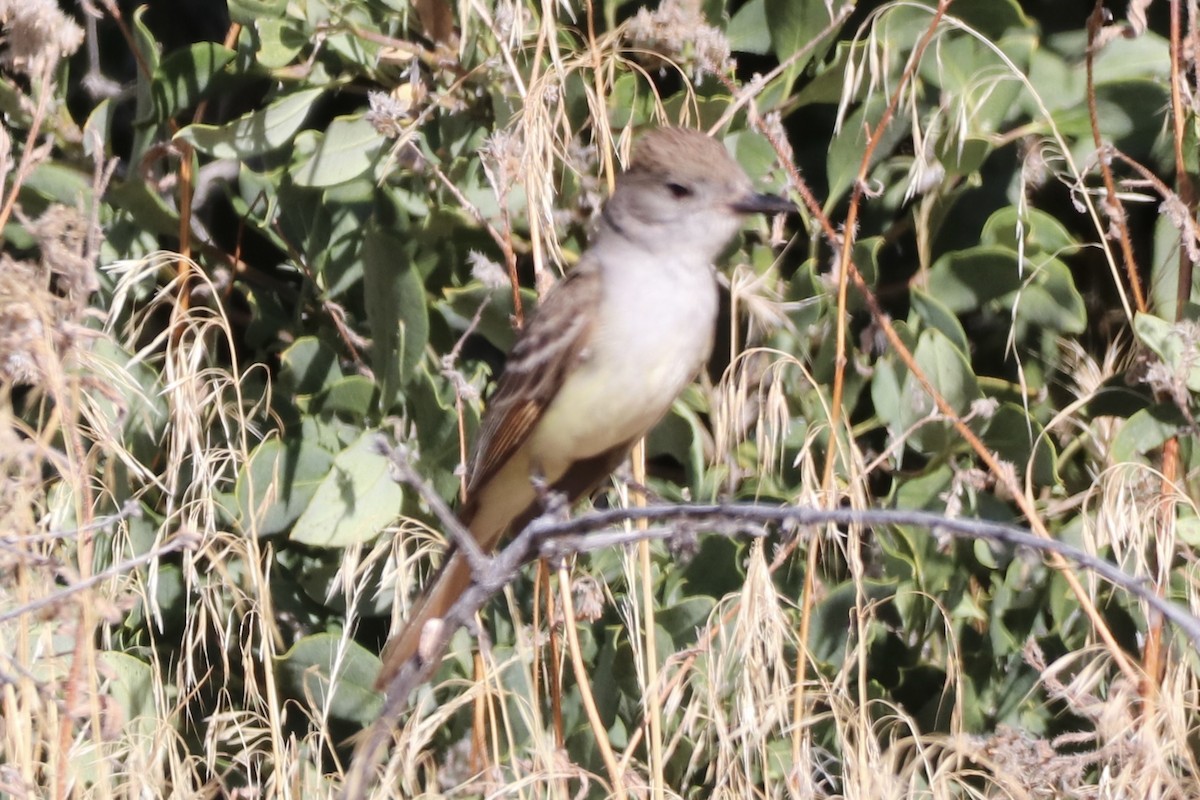Ash-throated Flycatcher - ML659146815
