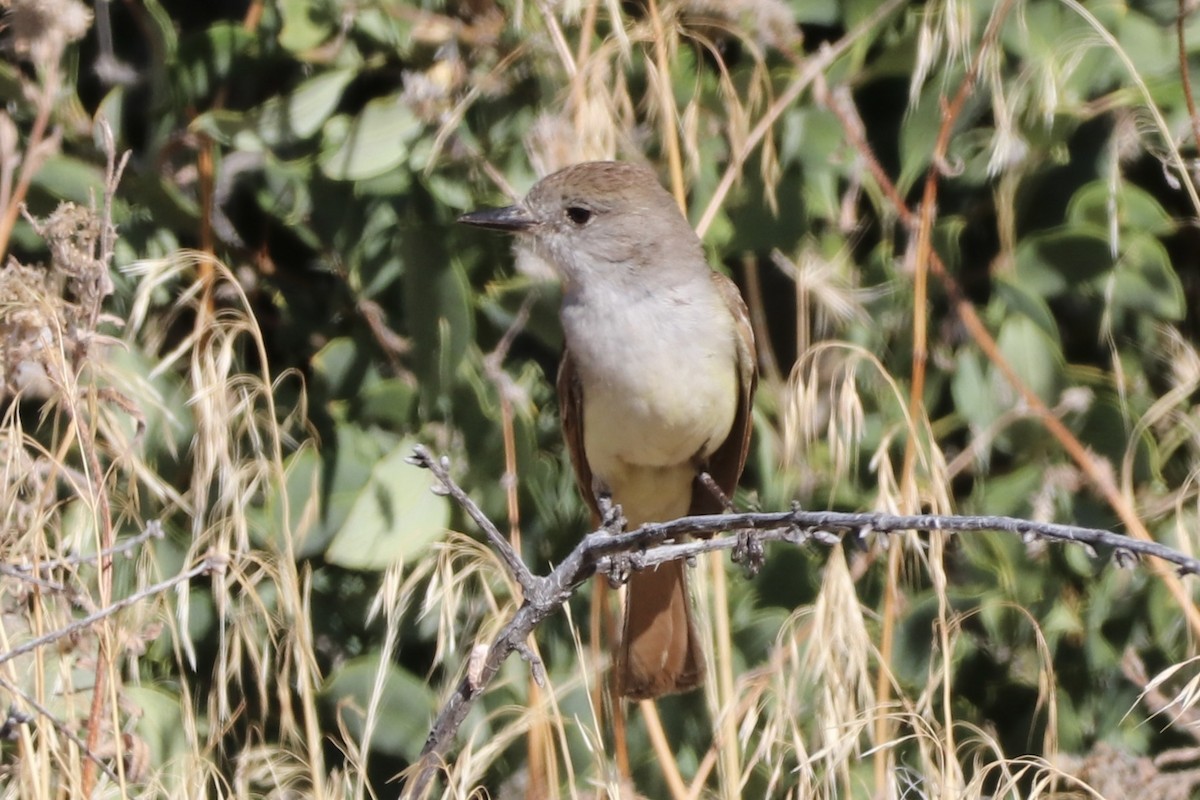 Ash-throated Flycatcher - ML659146816