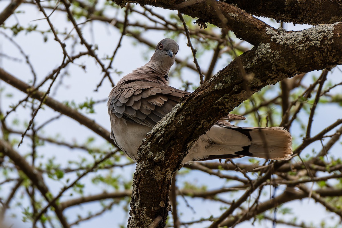 Mourning Collared-Dove - ML659146826