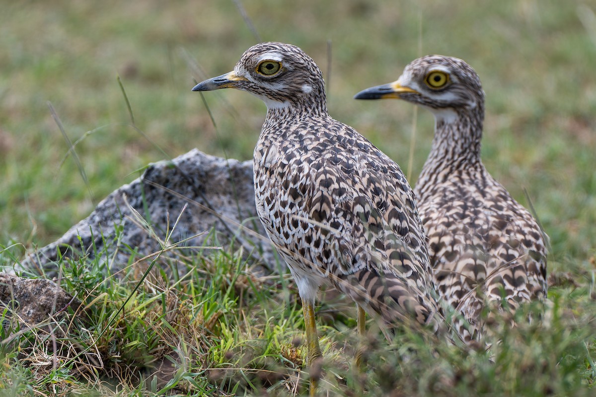 Spotted Thick-knee - ML659146829