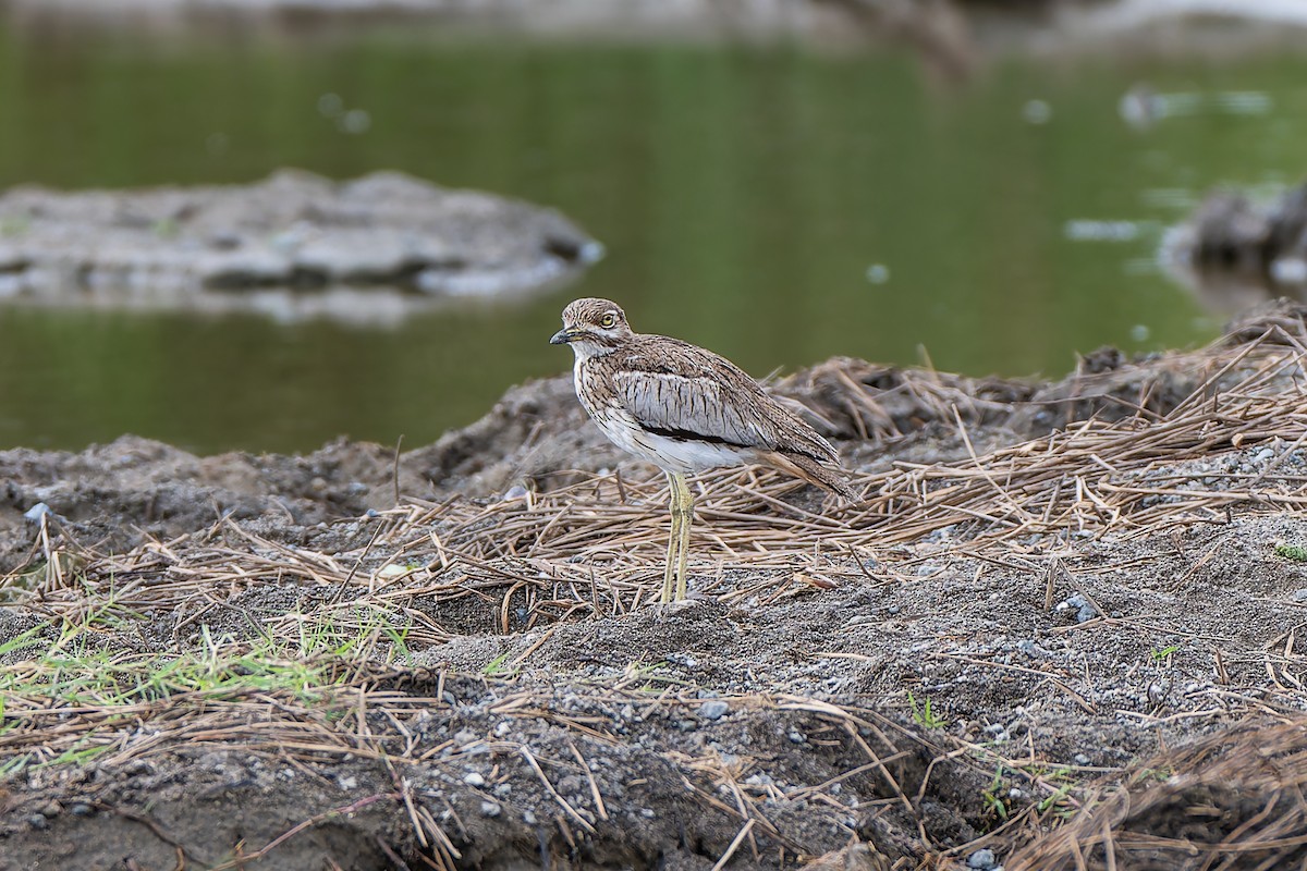 Water Thick-knee - ML659146832