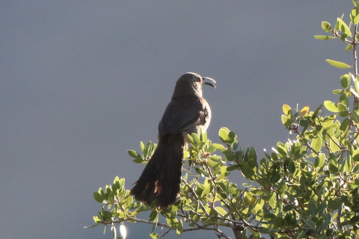 California Thrasher - ML659146834