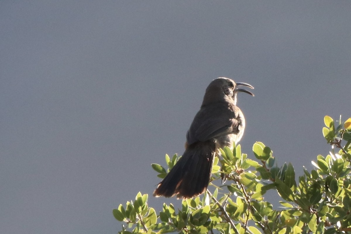 California Thrasher - ML659146835