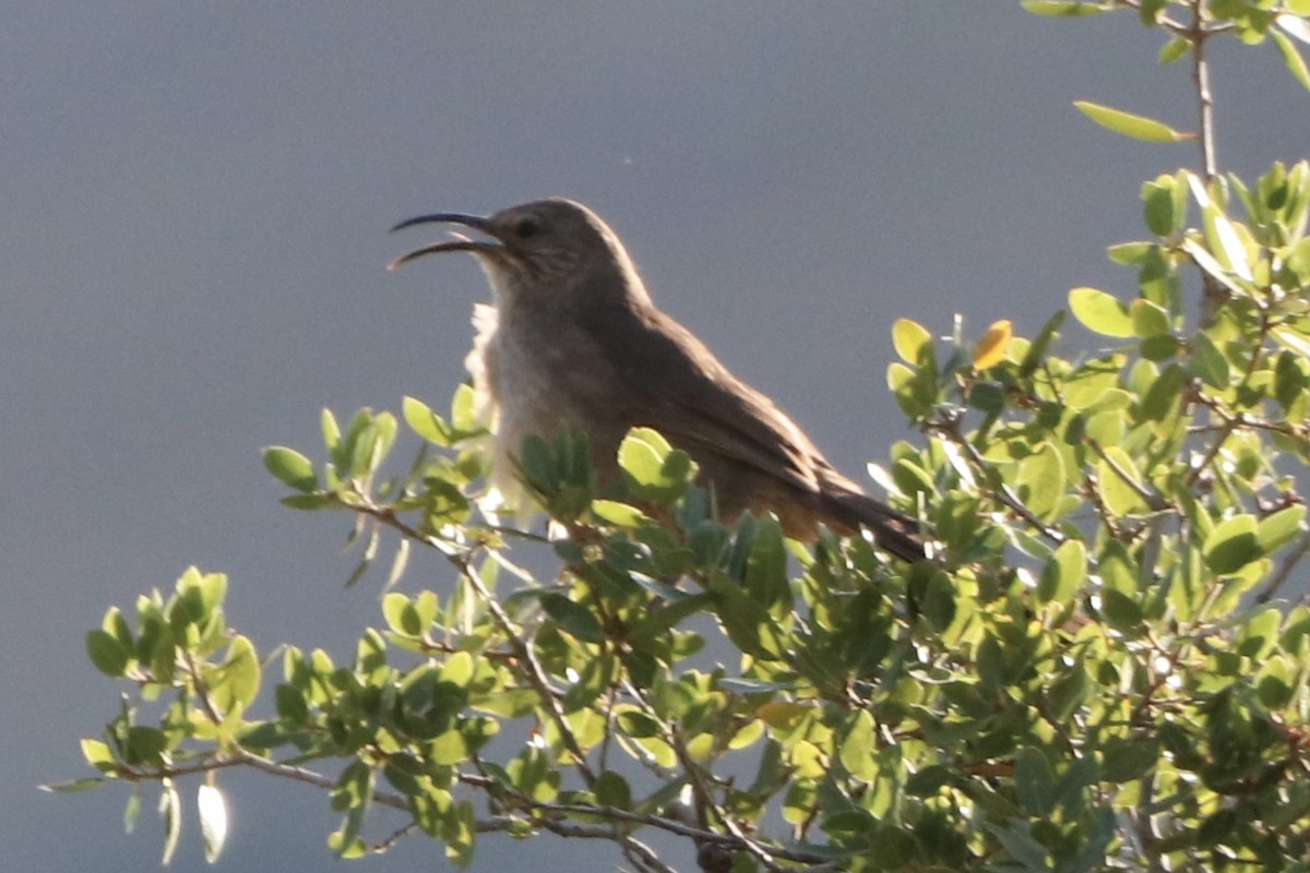 California Thrasher - ML659146836