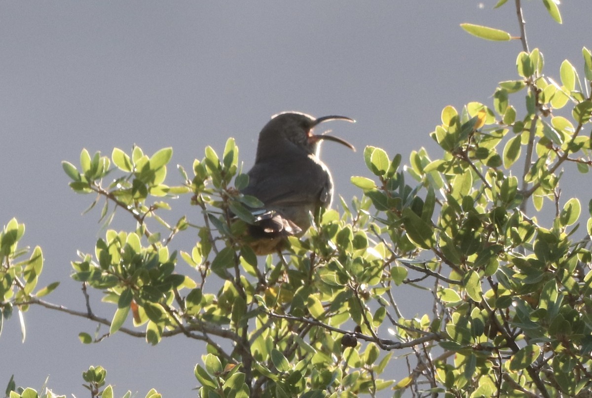 California Thrasher - ML659146837