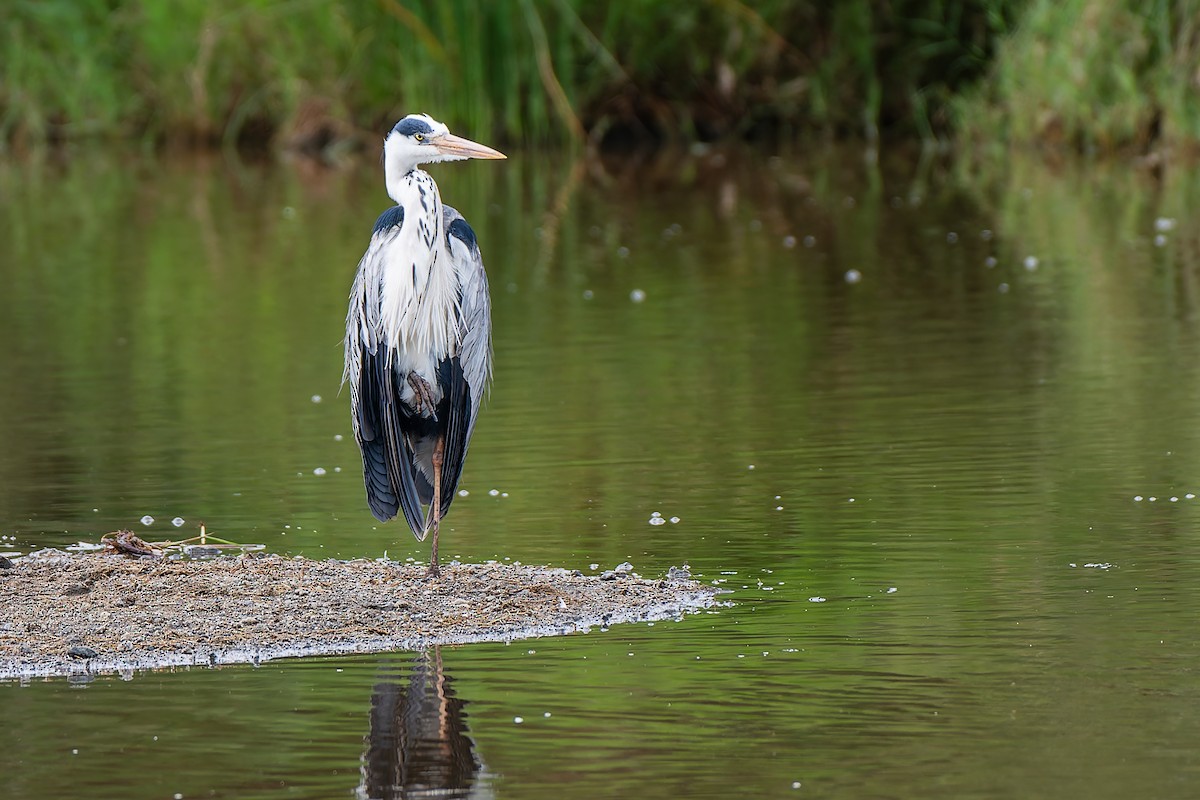 Gray Heron (Gray) - ML659146846