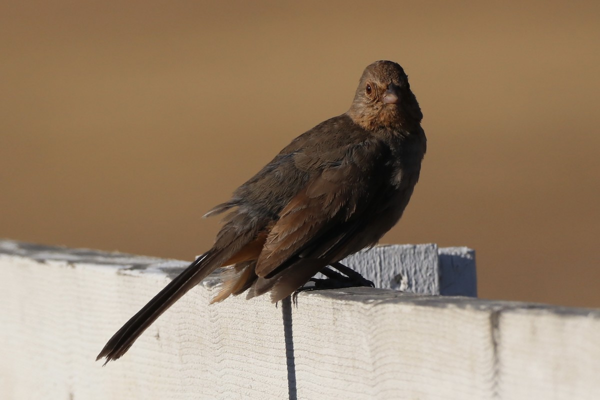 California Towhee - ML659146849
