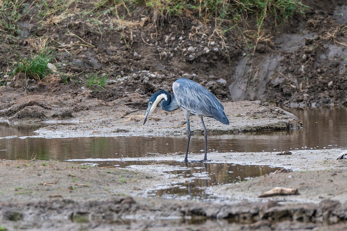 Black-headed Heron - ML659146851