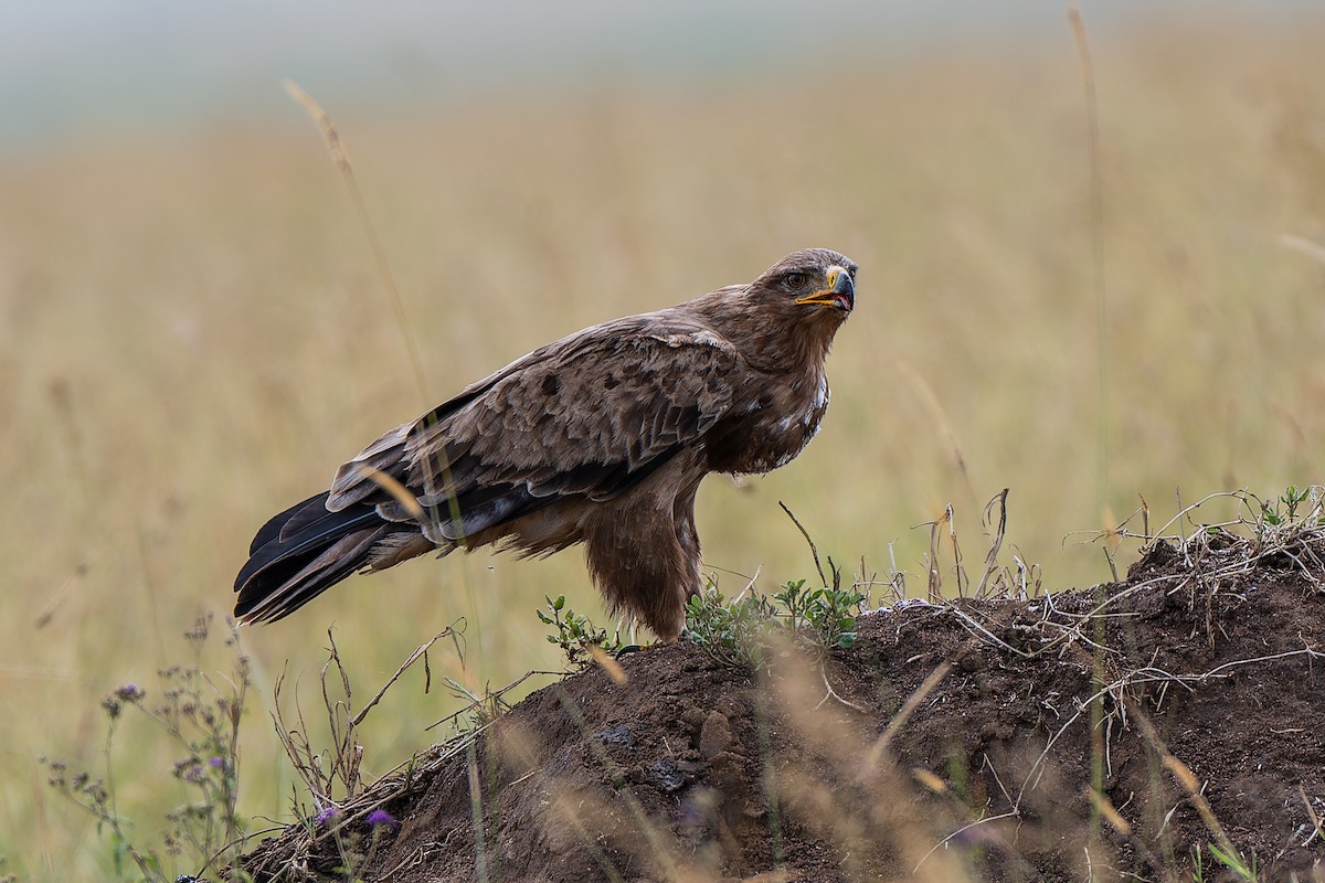 Tawny Eagle - ML659146857