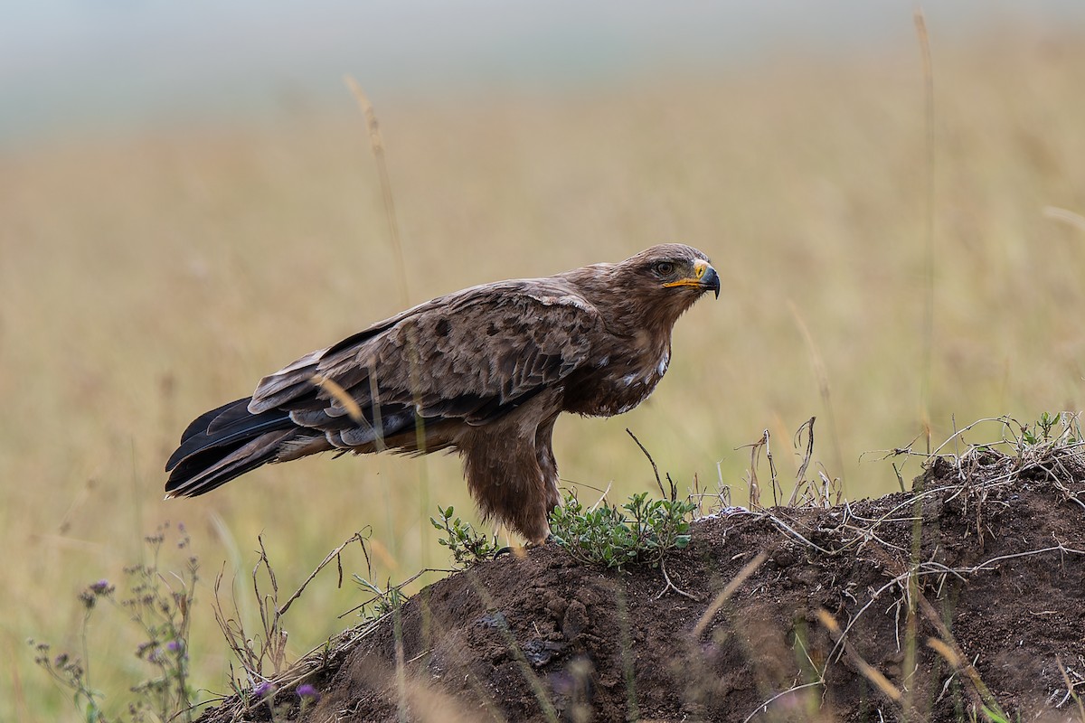 Tawny Eagle - ML659146858