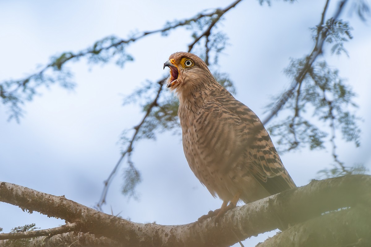 Greater Kestrel - ML659146864