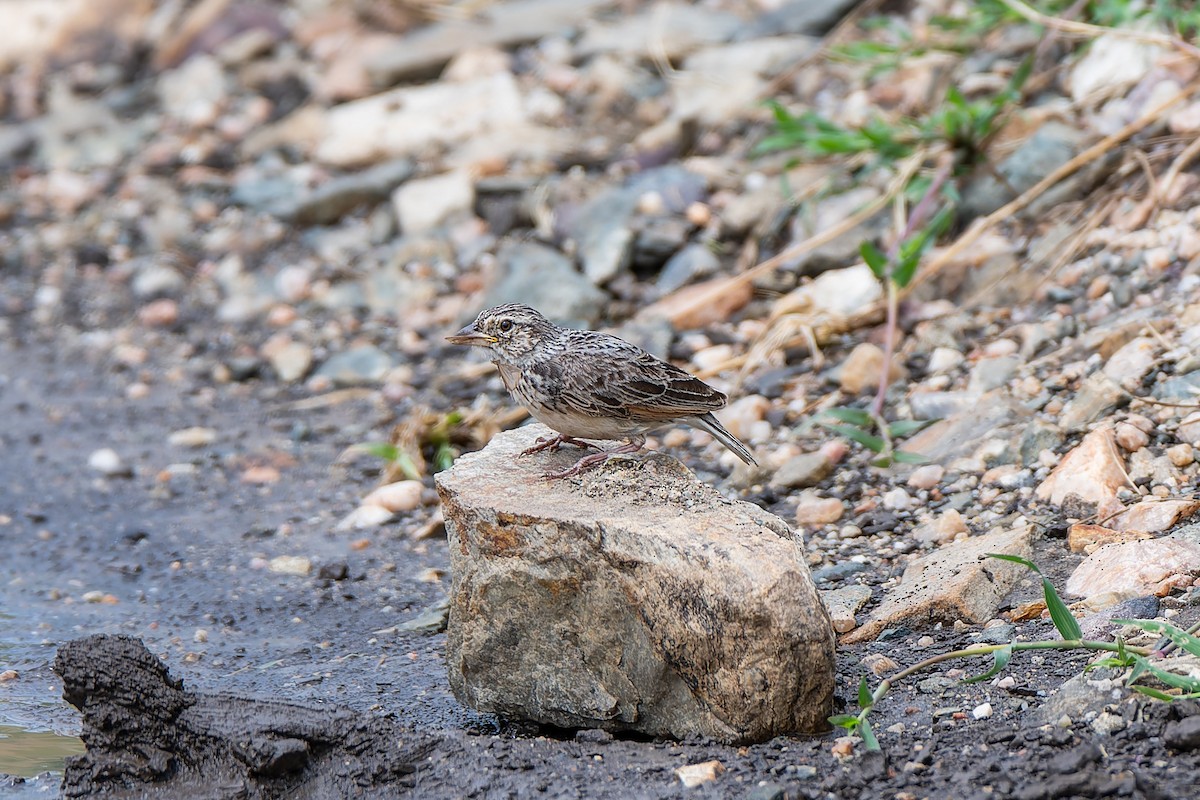 White-tailed Lark - ML659146883