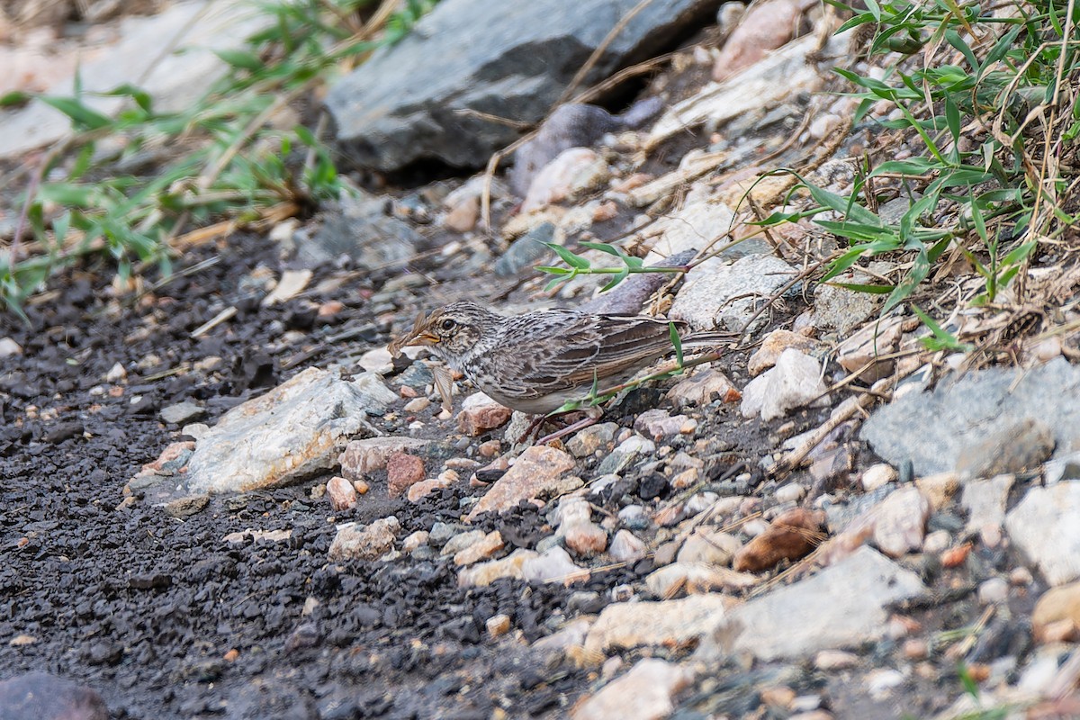 White-tailed Lark - ML659146884
