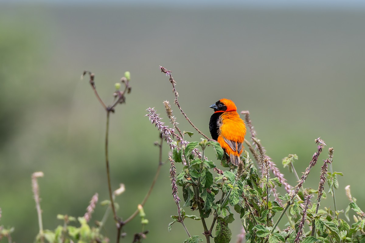 Southern Red Bishop - ML659146922