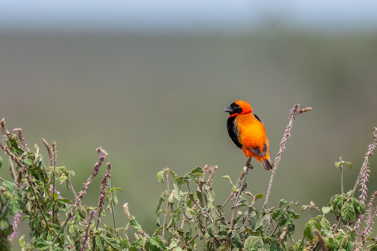 Southern Red Bishop - ML659146923