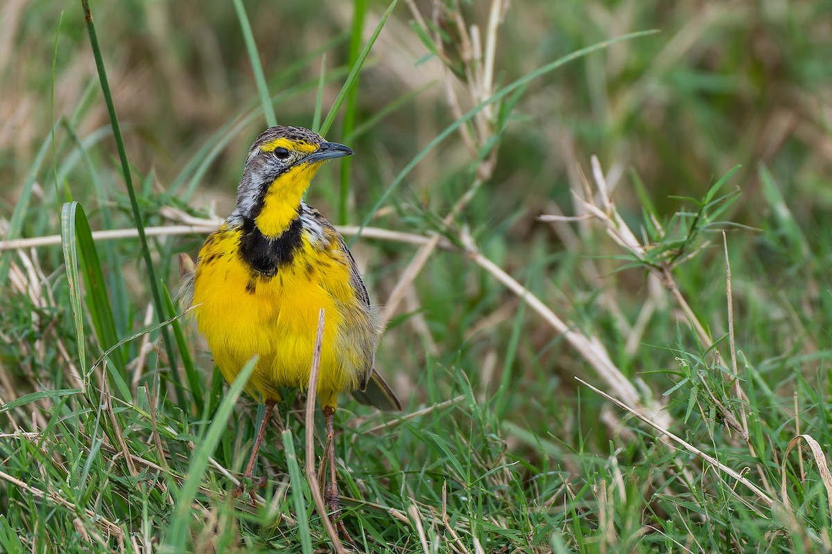 Yellow-throated Longclaw - ML659146932