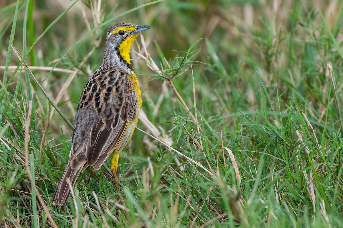 Yellow-throated Longclaw - ML659146933