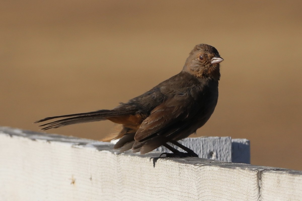 California Towhee - ML659146949
