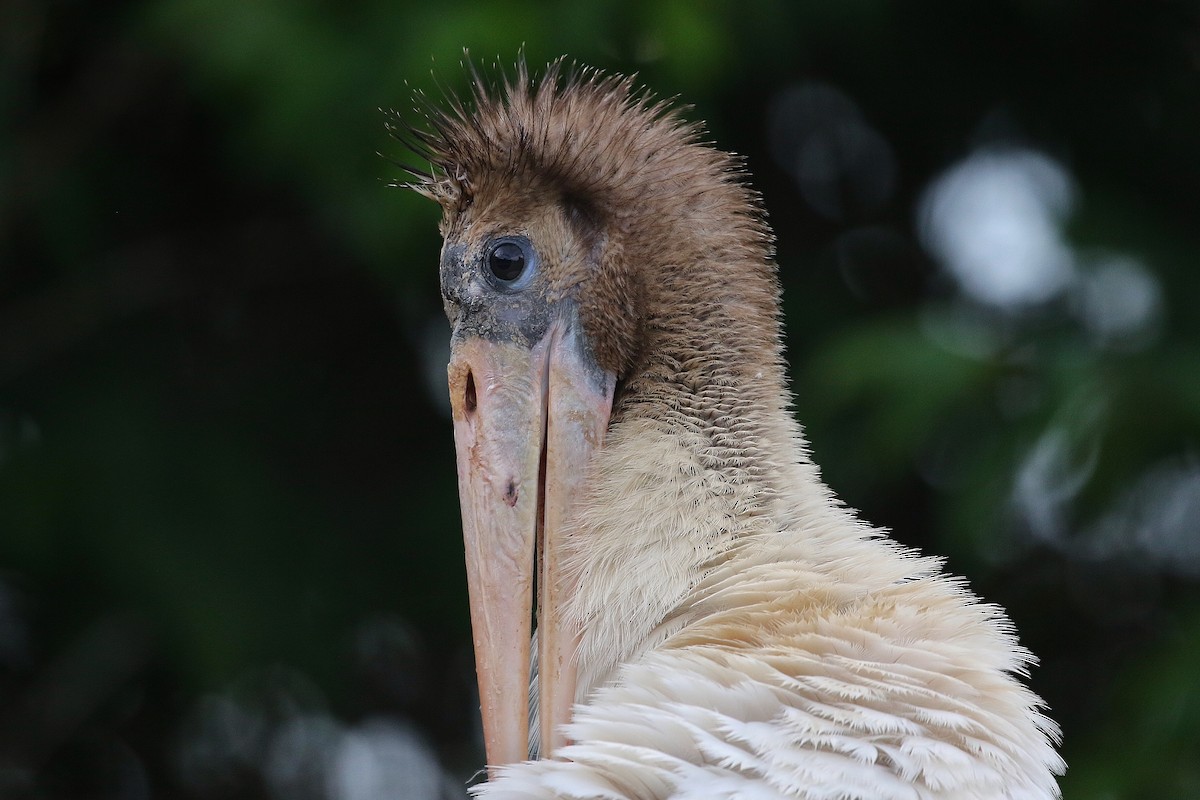 Wood Stork - ML65914711