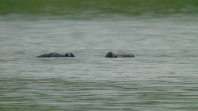 Common Loon - ML659147462