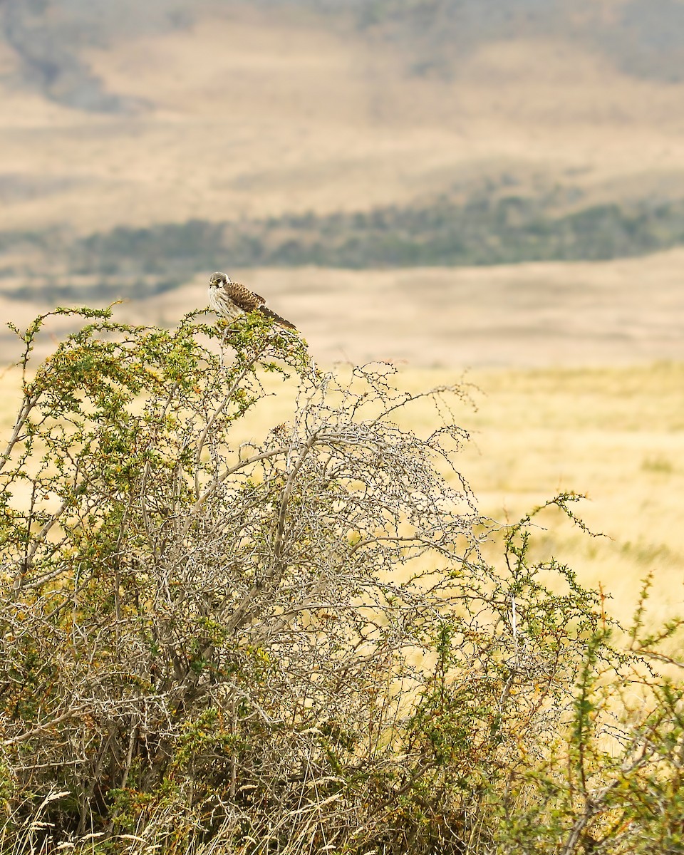 American Kestrel - ML659147614