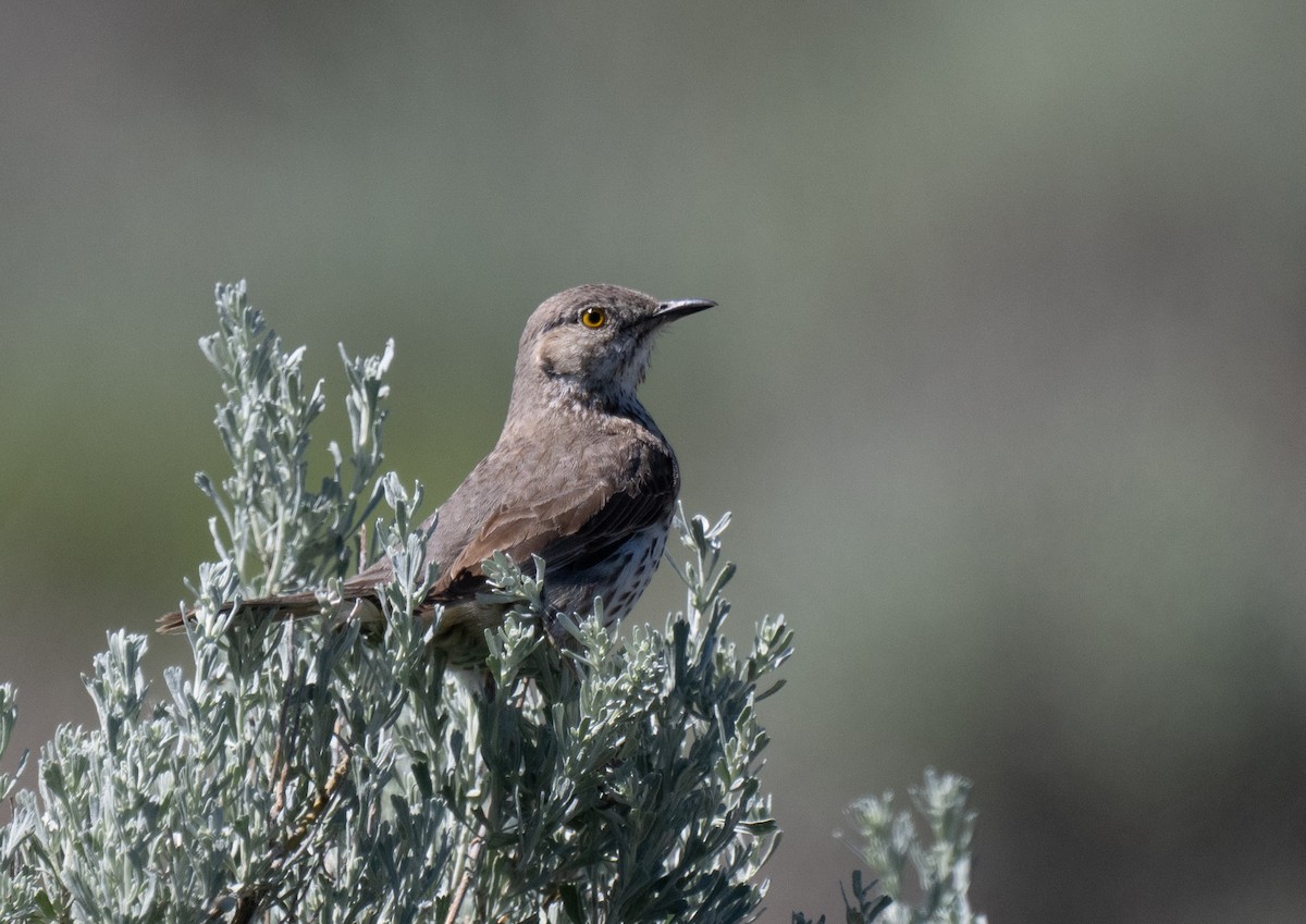 Sage Thrasher - ML659148141