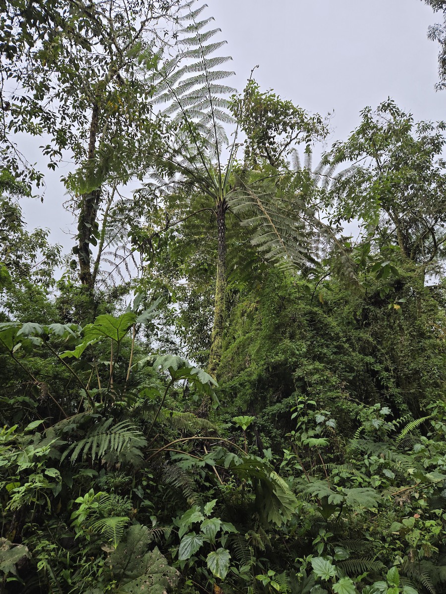 null - ML659148172