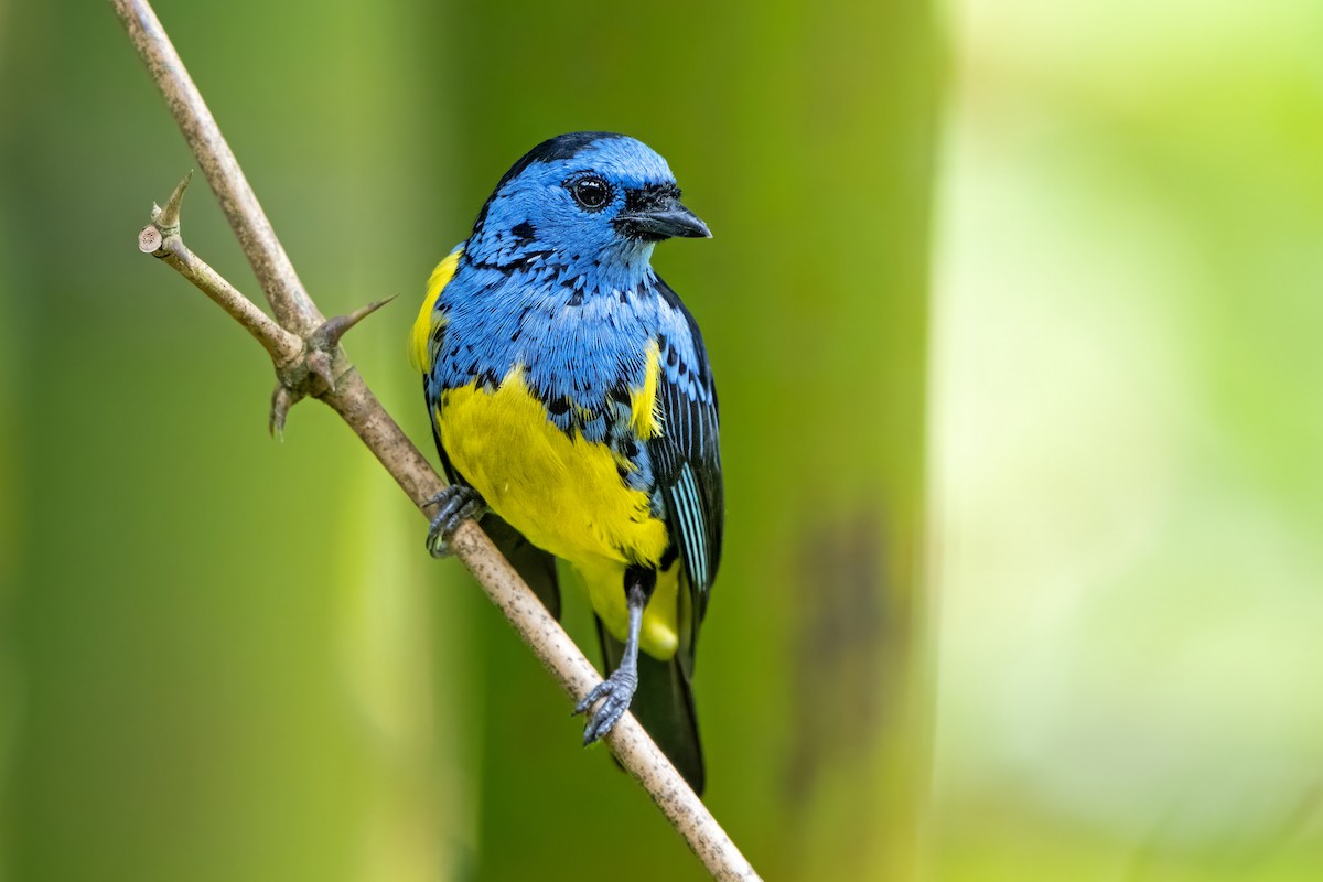 Turquoise Tanager - ML659148229
