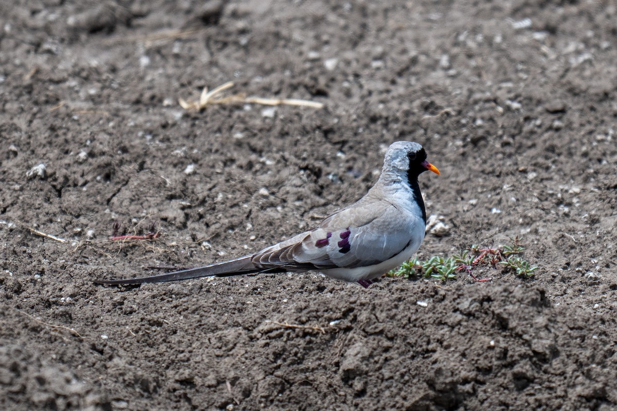 Namaqua Dove - ML659148519
