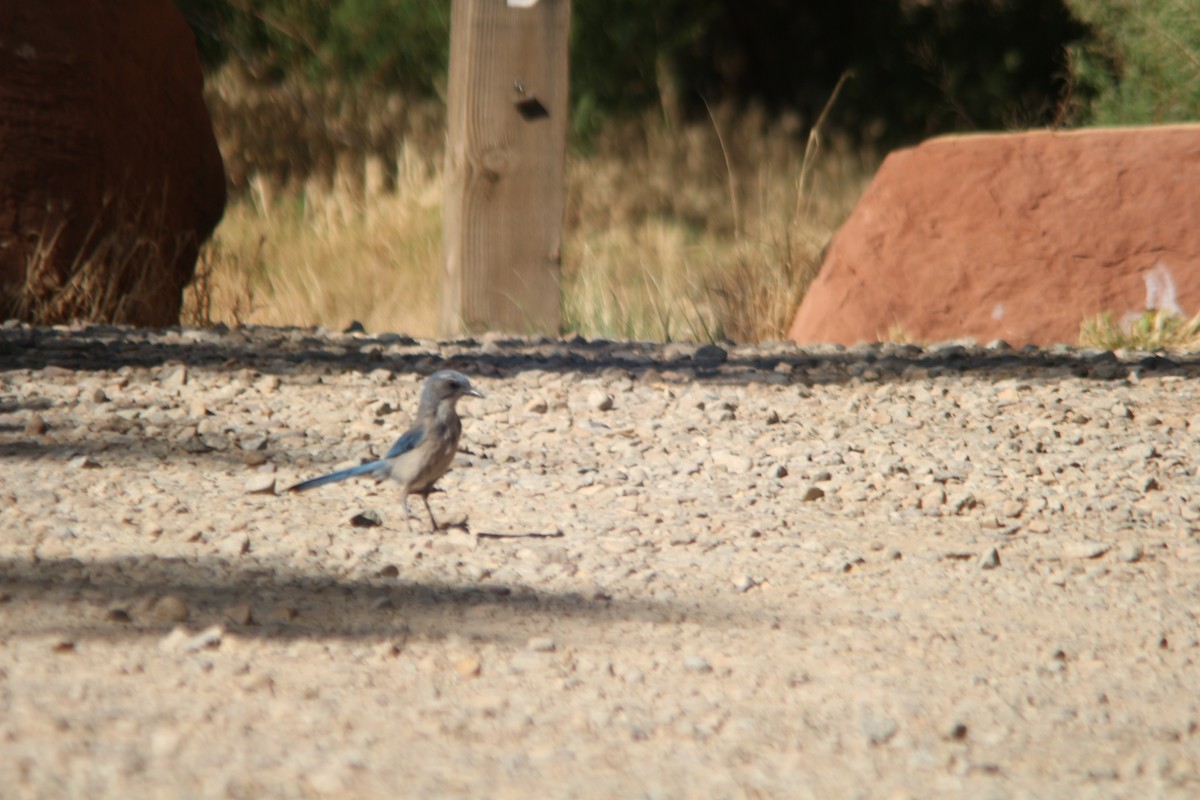 Woodhouse's Scrub-Jay - ML659148534