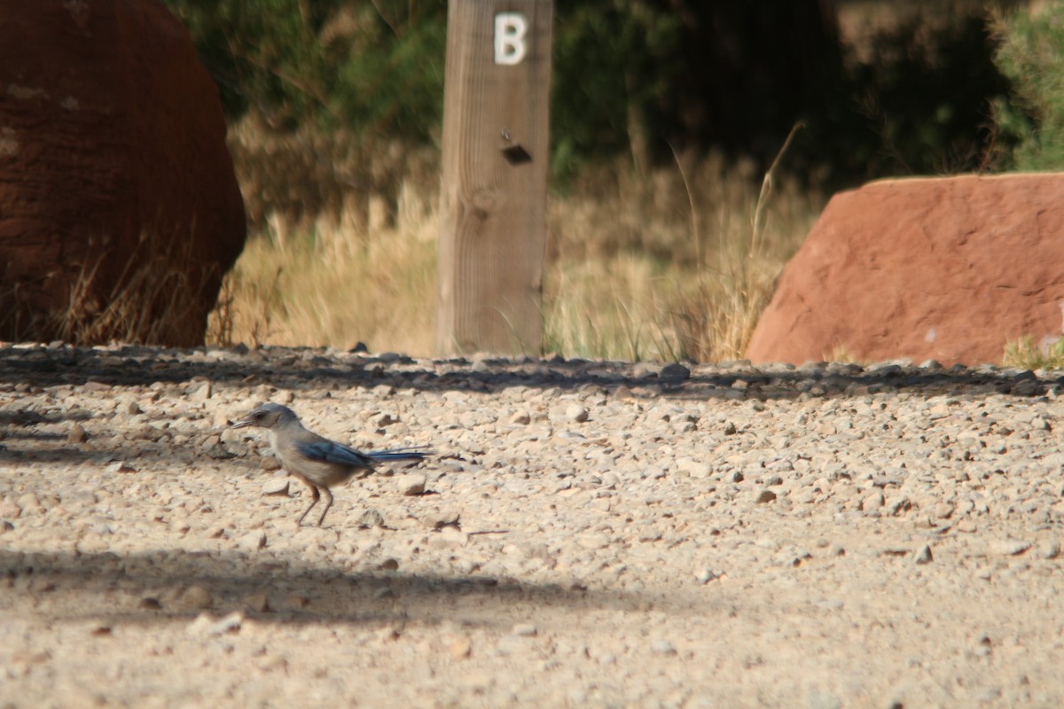 Woodhouse's Scrub-Jay - ML659148535