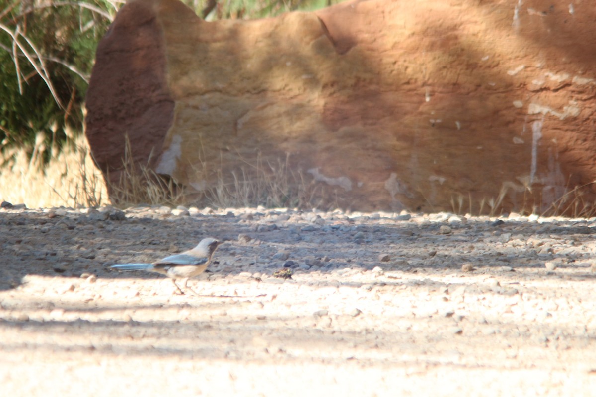 Woodhouse's Scrub-Jay - ML659148536
