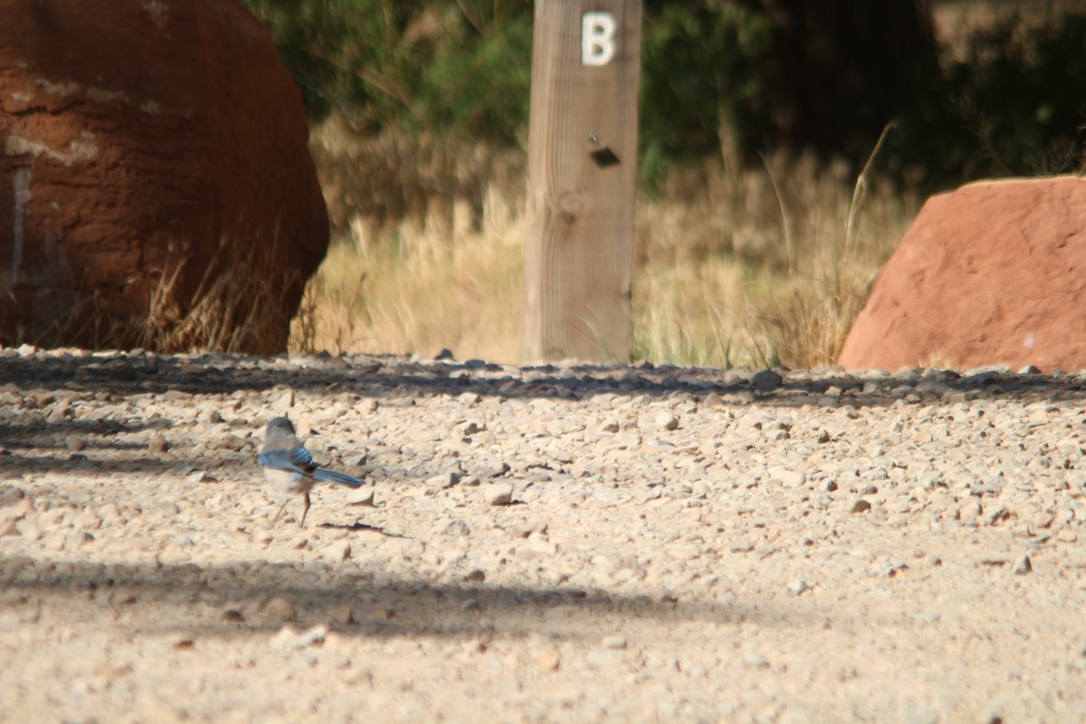 Woodhouse's Scrub-Jay - ML659148537