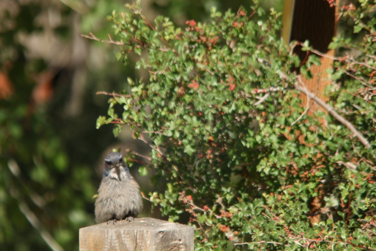 Woodhouse's Scrub-Jay - ML659148538