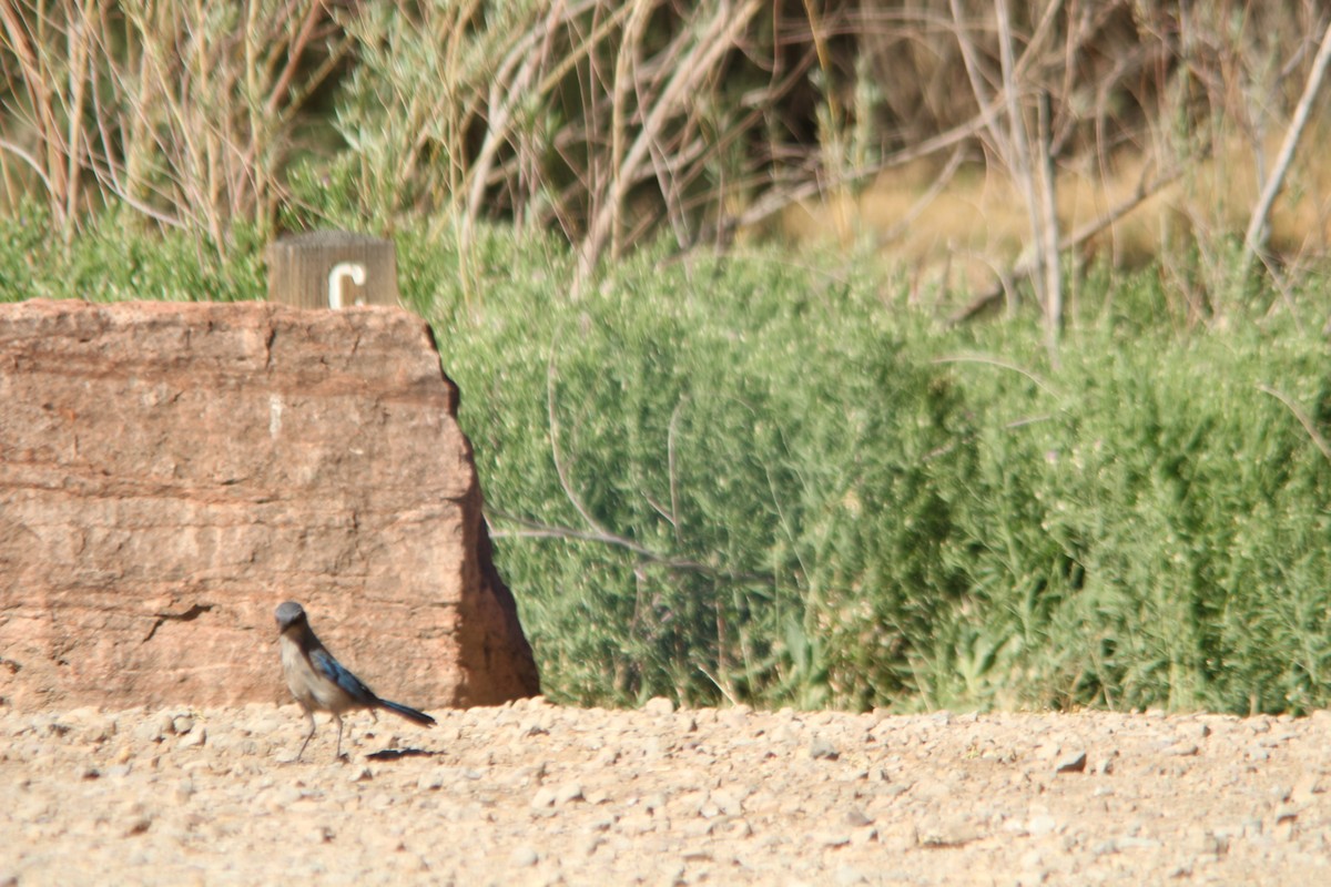 Woodhouse's Scrub-Jay - ML659148539